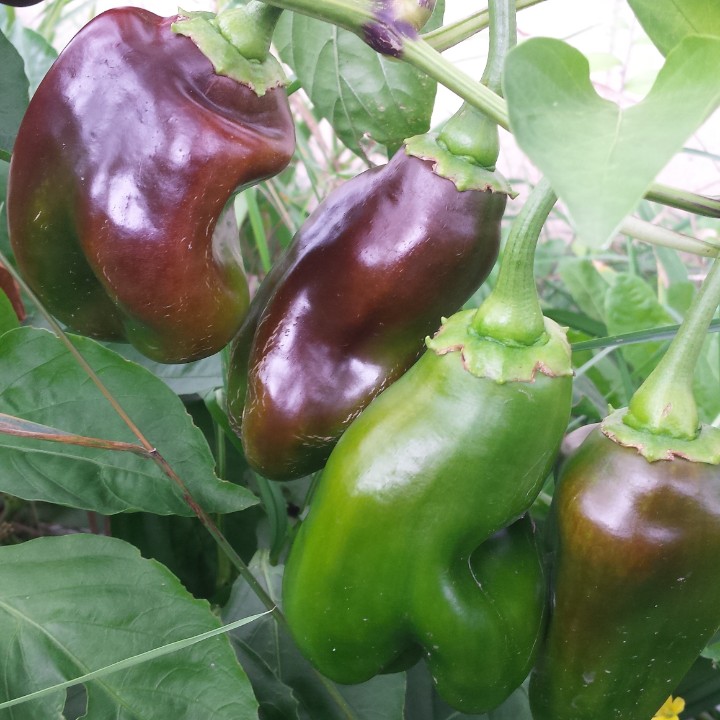 twvgshow's tweet photo. #purple #peppers #mild #gardenlife #gardening #garden #wisconsin #zone5gardenin #twvg #backyard #vegtables #backyardgarden https://t.co/YgLKDdUSuc
