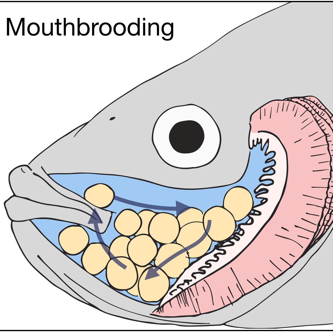 hannahiweller's tweet photo. In my main work, I study fish that keep their babies in their mouths (mouthbrooding, an OBJECTIVELY RIDICULOUS BEHAVIOR). And for fun, I wrote software that let me objectively test which Bowie outfit best matched a sea slug. Uh...I use it for science too though. https://t.co/9VWNK2LAtq
