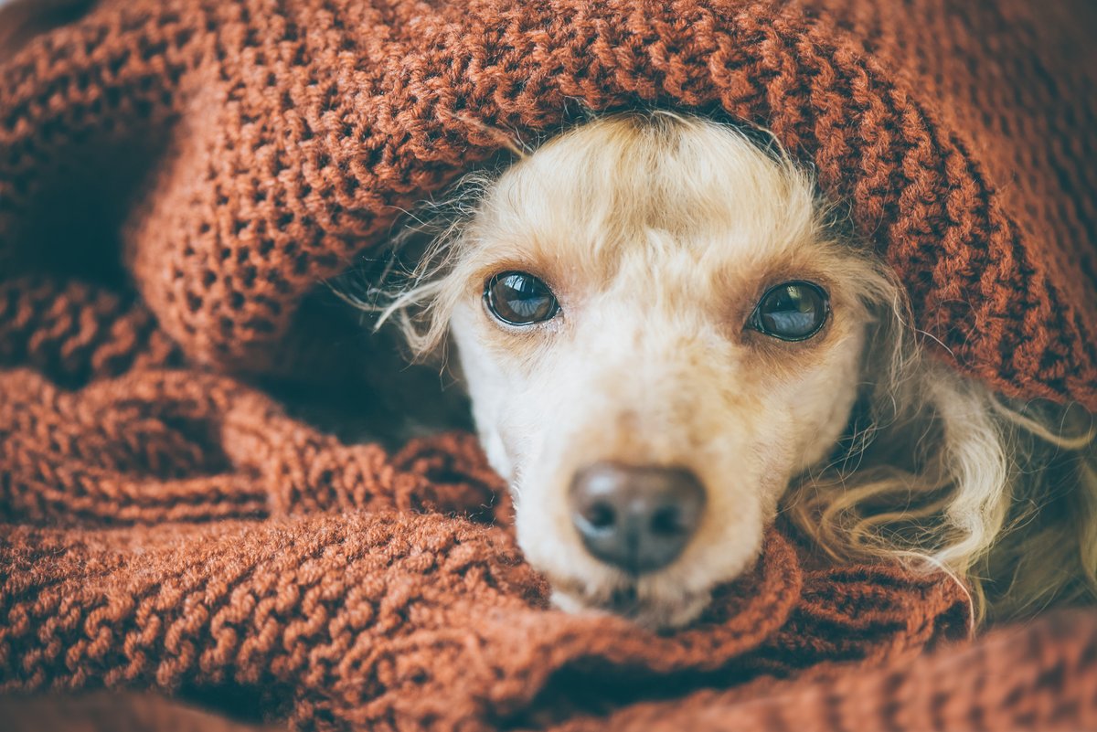 AventineNShore's tweet photo. Have a loyal fuzzy friend? They’re just as welcome here as you are! We love being pet friendly. 

#aventinenorthshore #lovewhereyoulive #knoxvilleliving

https://t.co/3n4KQIu35J https://t.co/NYVyg11pBi