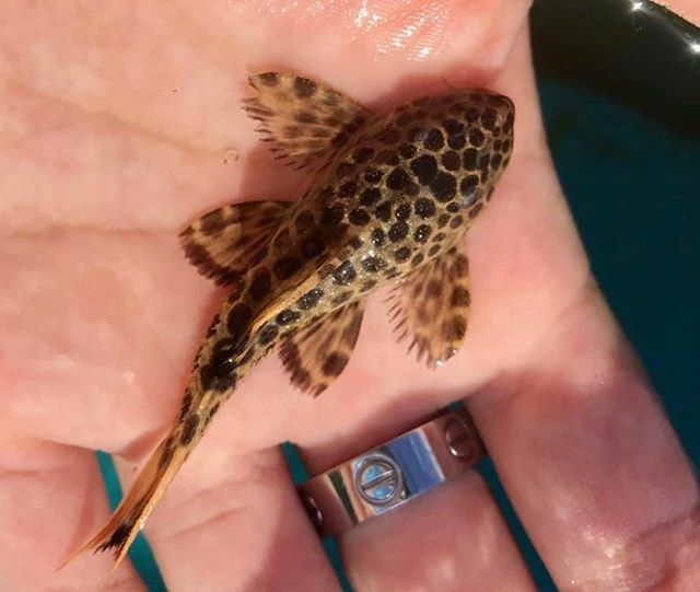 TropicalFishMia's tweet photo. Amazing scarlet plecos L114 for sale!!!! https://t.co/N4ynogKAPm https://t.co/4O0NPoxYzh