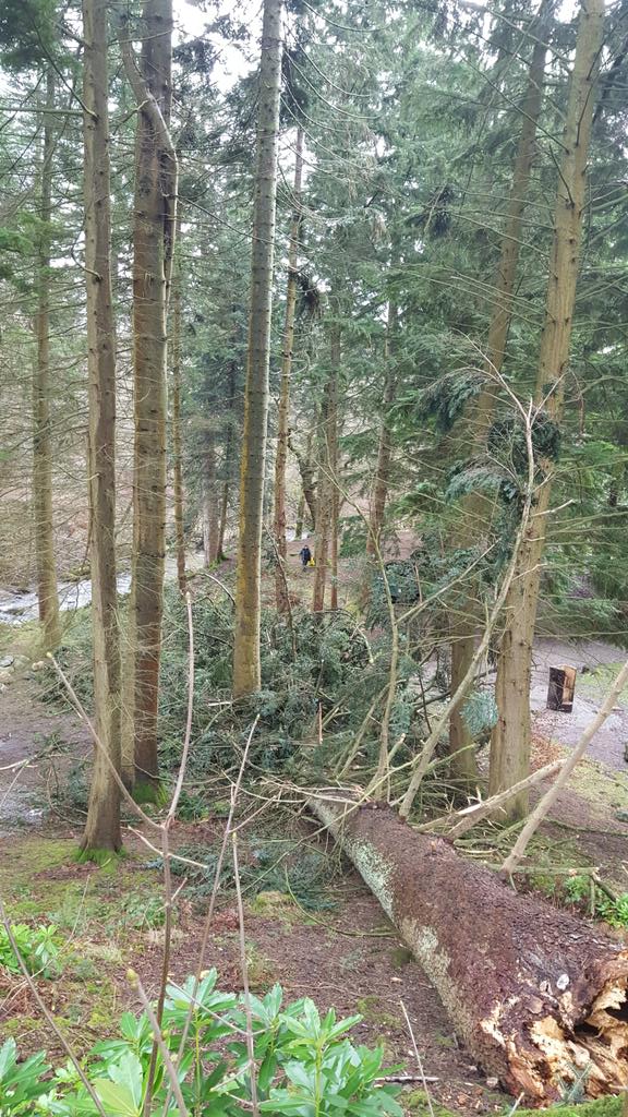 Sad to say one of the Aira Force specimen conifers succumbed  to storm Dennis this weekend. We have had to close one of the paths as it is not safe to venture too close.