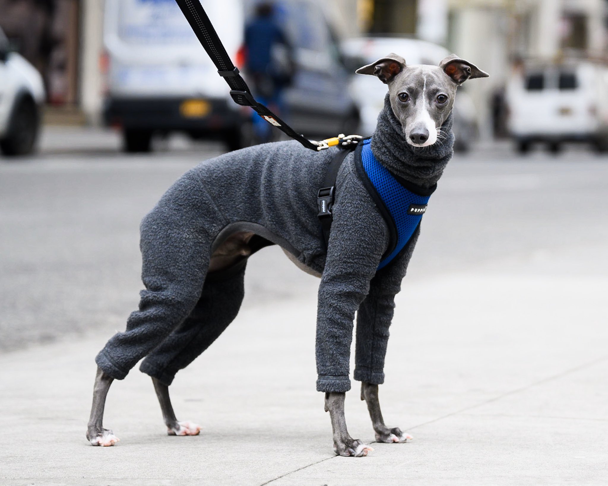 Are Italian Greyhounds Fast
