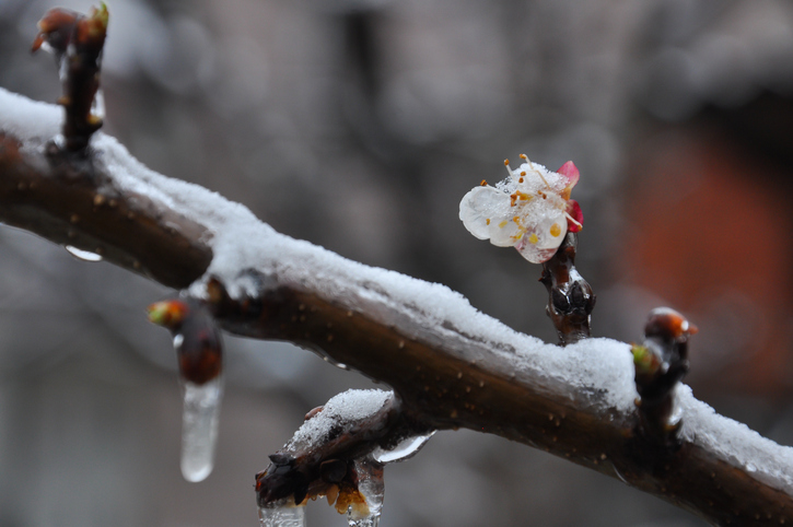 Cold damage to the reproductive buds and flowers is a perennial concern to tree fruit producers worldwide. A team of #WSU scientists is investigating an alternative method of freeze protection: sprayable cellulose nanocrystals. #GoCougs #WSUExtension treefruit.wsu.edu/article/reduci…