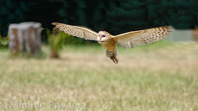 mimmomauro's tweet photo. #lechuza #mimmoprivitera #ave #fotografia #photography #ecuador #birds #hawk #rapaces #rapacinotturni https://t.co/ygxnUCL2sq https://t.co/oCpzdQR19p