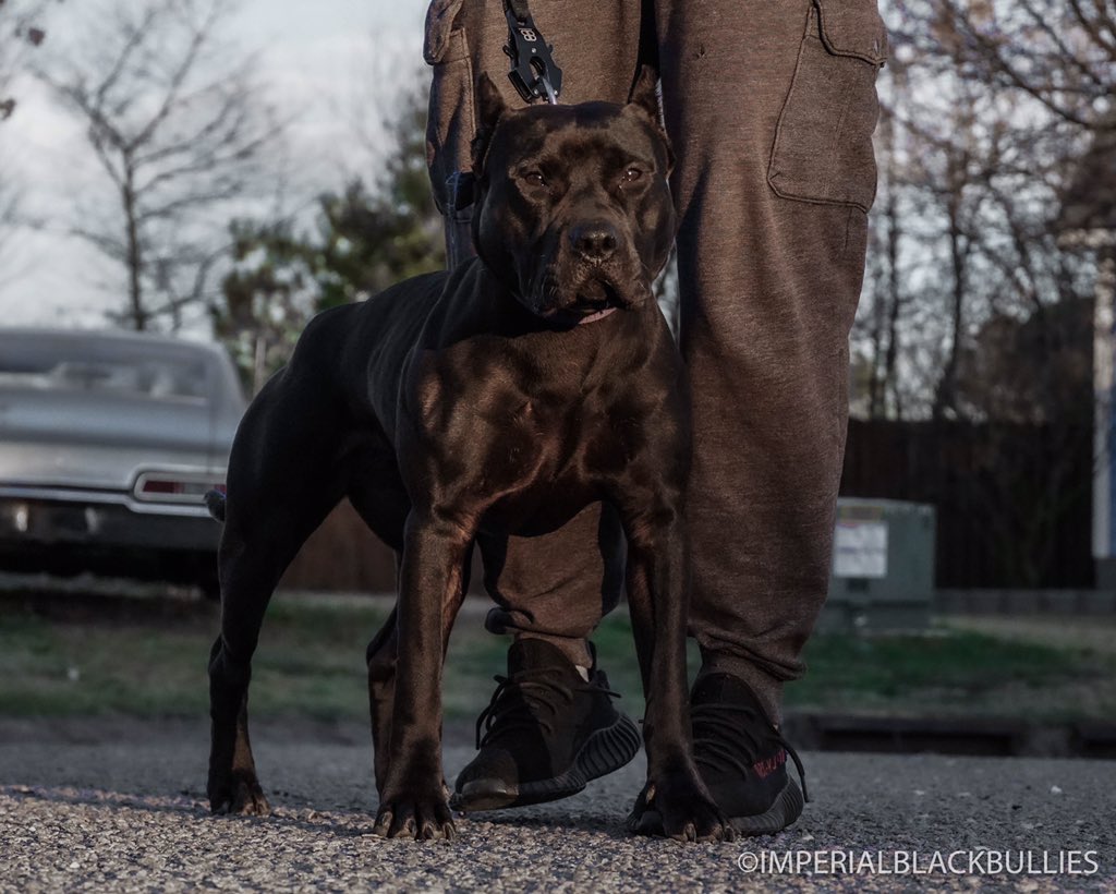 Imperialblack_'s tweet photo. #imperialblackbullies #tiktok #eris #black #bullylover #bulliesofinstagram #pitbullnation #bullynation #americanbully #pitbullpride #blackbully #bullyoftheday #panther #bullybreed #pitbullofficial #blackdogs #pantherpitbull #allblack @tiktok_us https://t.co/JGIdYvo4Le