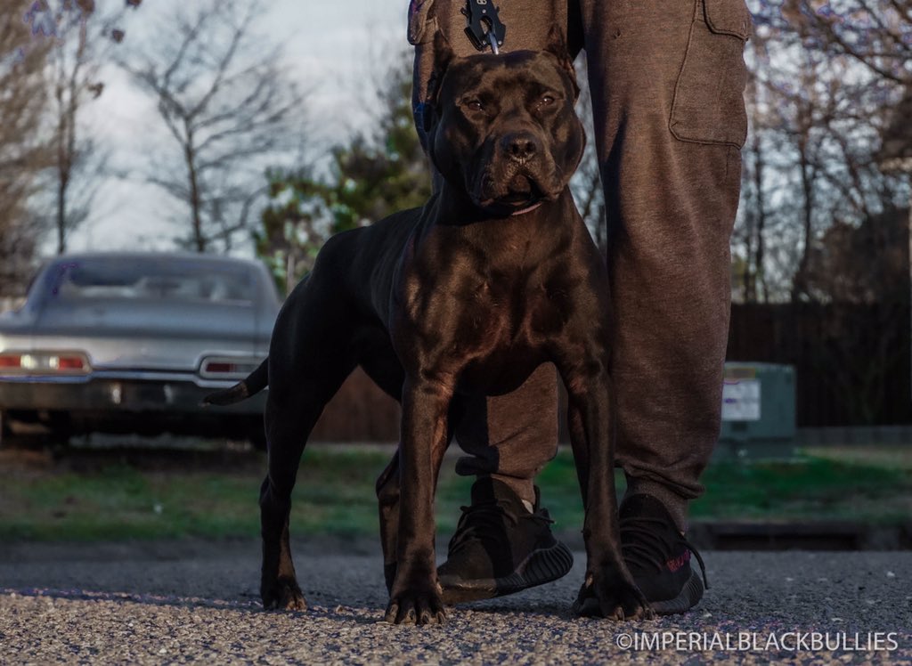 Imperialblack_'s tweet photo. #imperialblackbullies #tiktok #eris #black #bullylover #bulliesofinstagram #pitbullnation #bullynation #americanbully #pitbullpride #blackbully #bullyoftheday #panther #bullybreed #pitbullofficial #blackdogs #pantherpitbull #allblack @tiktok_us https://t.co/JGIdYvo4Le