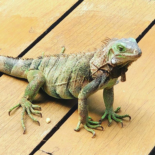 EdCreed's tweet photo. Made a new friend. Aruba iguanas are the new four-legged friends. #aruba #livelifetothefullest #behappy https://t.co/DQxKI7E1Qc https://t.co/iNLZPivCQx