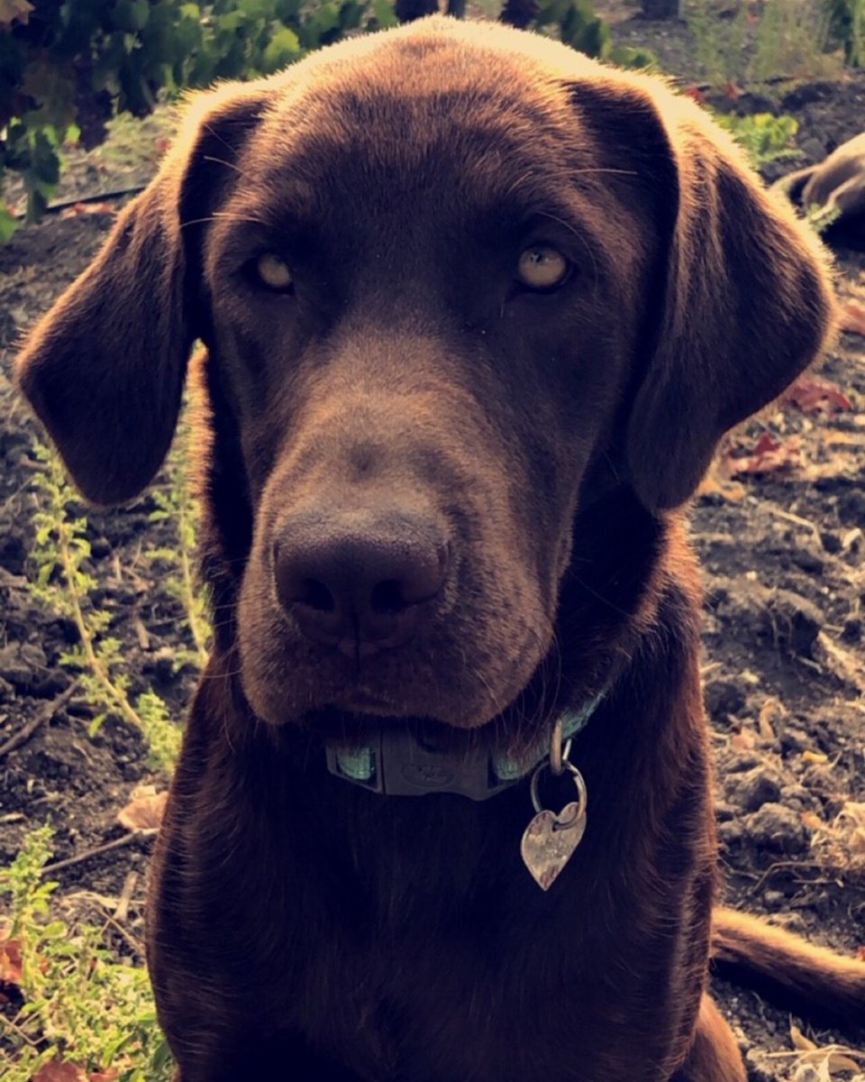 Marley says happy #winedogwednesday everybody! You're halfway through your week - which wine are you drinking to celebrate?🍷
-
#brochellicious #pasozinfandel #29pasowine #winedogs #winedownwednesday #estatevineyards