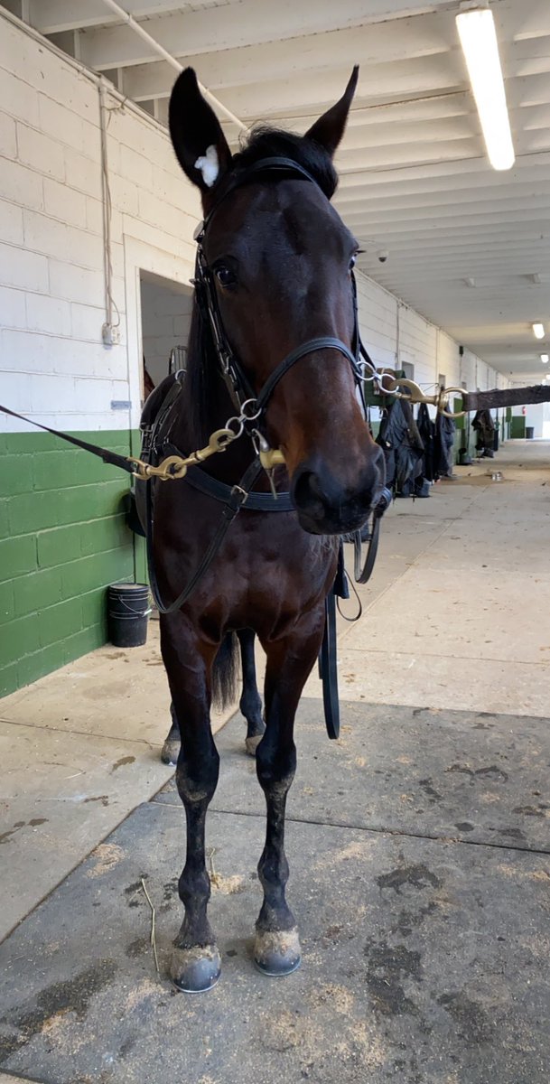 kgangell57's tweet image. Tough to choose a favorite out of my six but these three are seriously growing on me 🥰 #SoulStrong #BeautifulSin #BackOfTheNeck