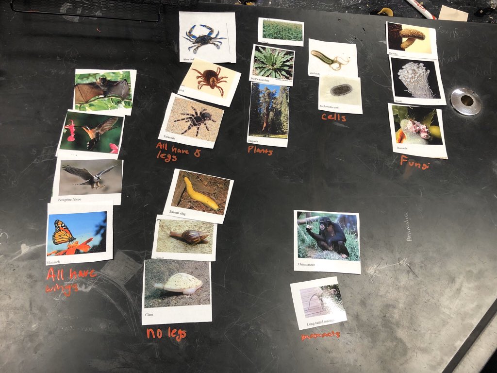 Starting to organize species and writing on tables at GHS
