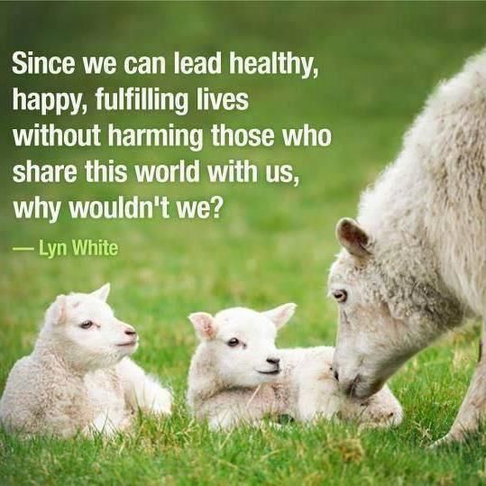 greennomad61's tweet image. .@KelloggCompany !

Your consumers DON&apos;T KNOW the vitamin D currently used in most of #Kellogg’s products is an animal-derived version of vitamin D3😳 substance called #lanolin, which is found in #sheepwool

⬇

 📝SIGN chng.it/CyRCS4pM tell .@KelloggsUS 📣 Vegan PLEASE✔