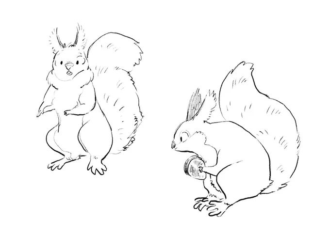 Squirrels 