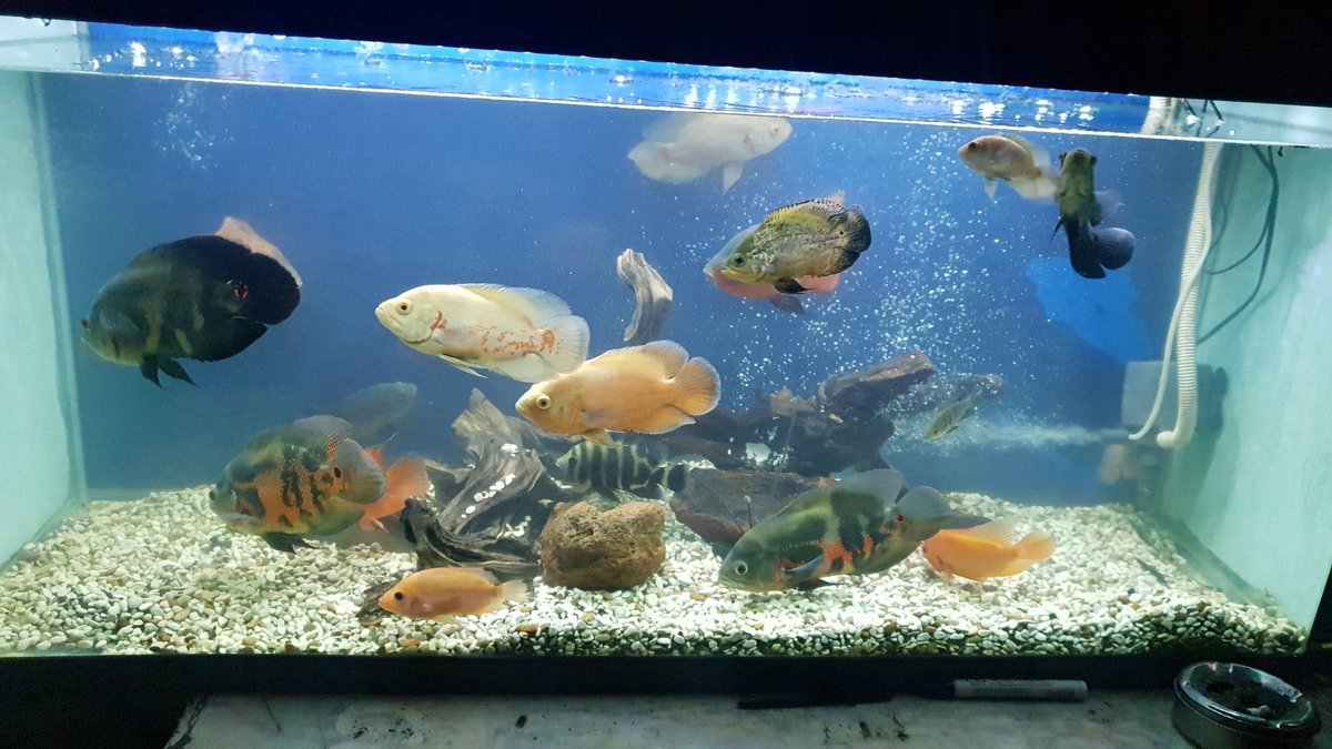 Morning view 🤤
#oscarfish #predatorfish