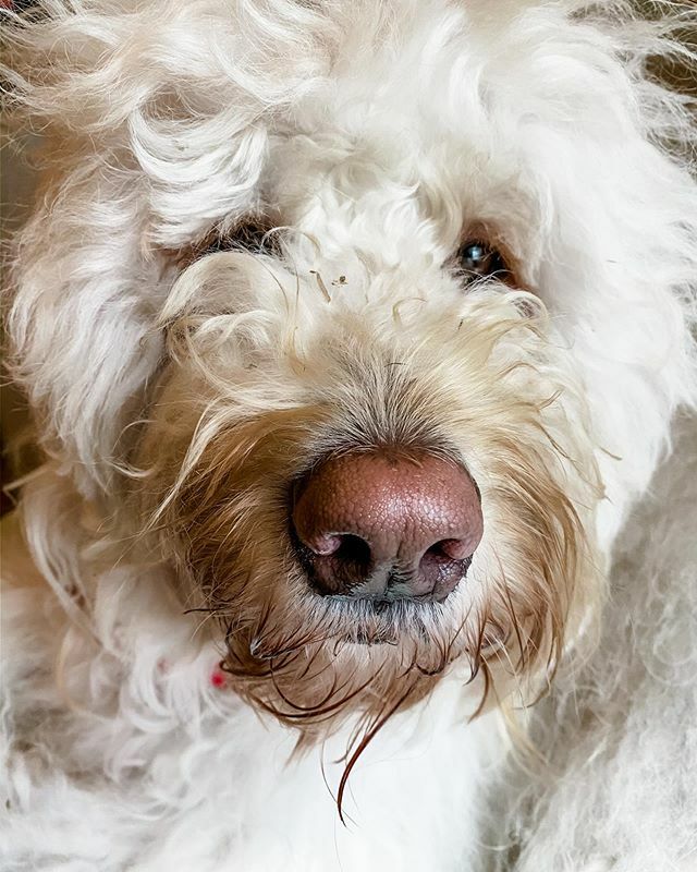 KirkTheFloof's tweet photo. Double tap to boop the snoot ❤️ https://t.co/FULWjV7Wvi https://t.co/0Zmqm3jkea