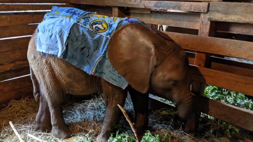 kerrcase's tweet photo. @BCESchool Ss presented their adopted baby elephant #Larro with a blanket via video conference w/ @rewop194 at the @SheldrickTrust in Kenya @HuskieHQ @yourschools https://t.co/knH7cCNWyk