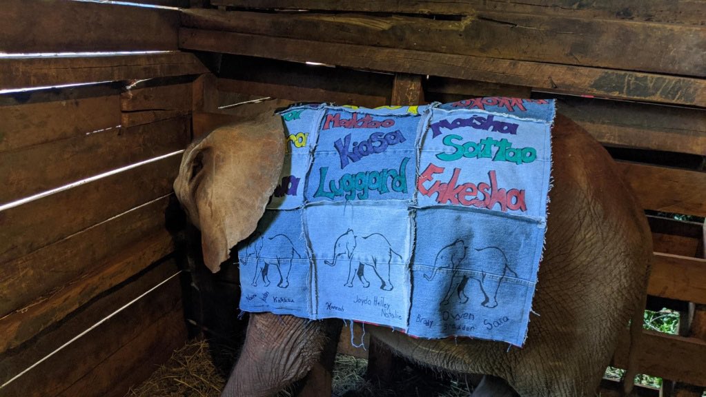 kerrcase's tweet photo. @BCESchool Ss presented their adopted baby elephant #Larro with a blanket via video conference w/ @rewop194 at the @SheldrickTrust in Kenya @HuskieHQ @yourschools https://t.co/knH7cCNWyk