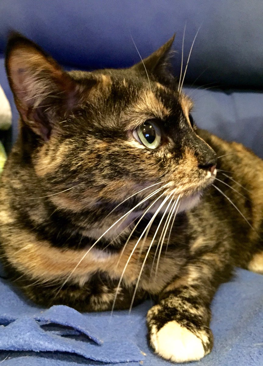 Sualfageme's tweet photo. El mundo en una mirada...
#Nisca #cat #catlover #catlife #lindagatita https://t.co/KuEj3ck5qU