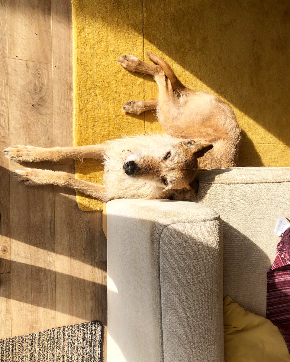 What a poser 😍#Lurcherlife