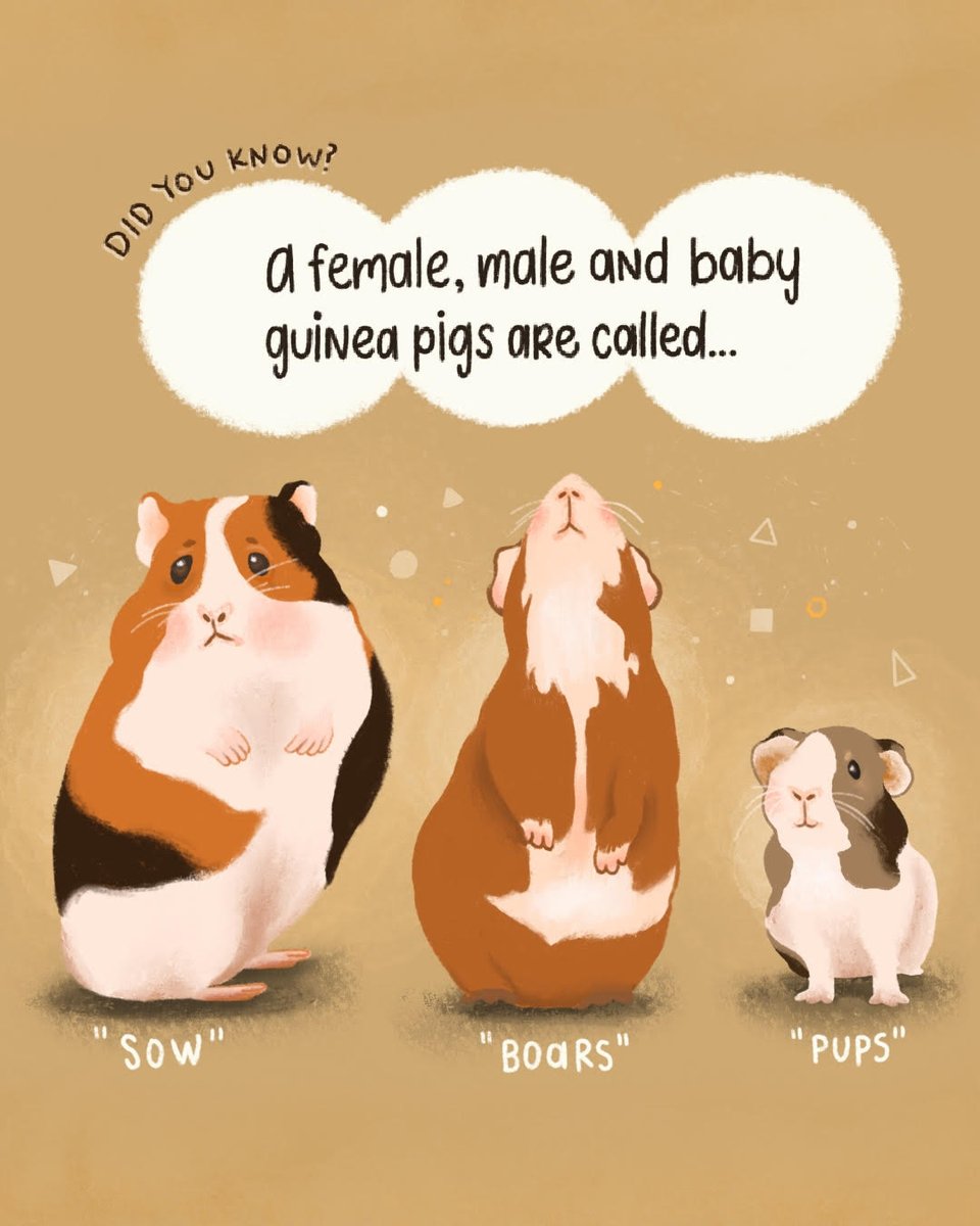 how to tell if a guinea pig is a male or female