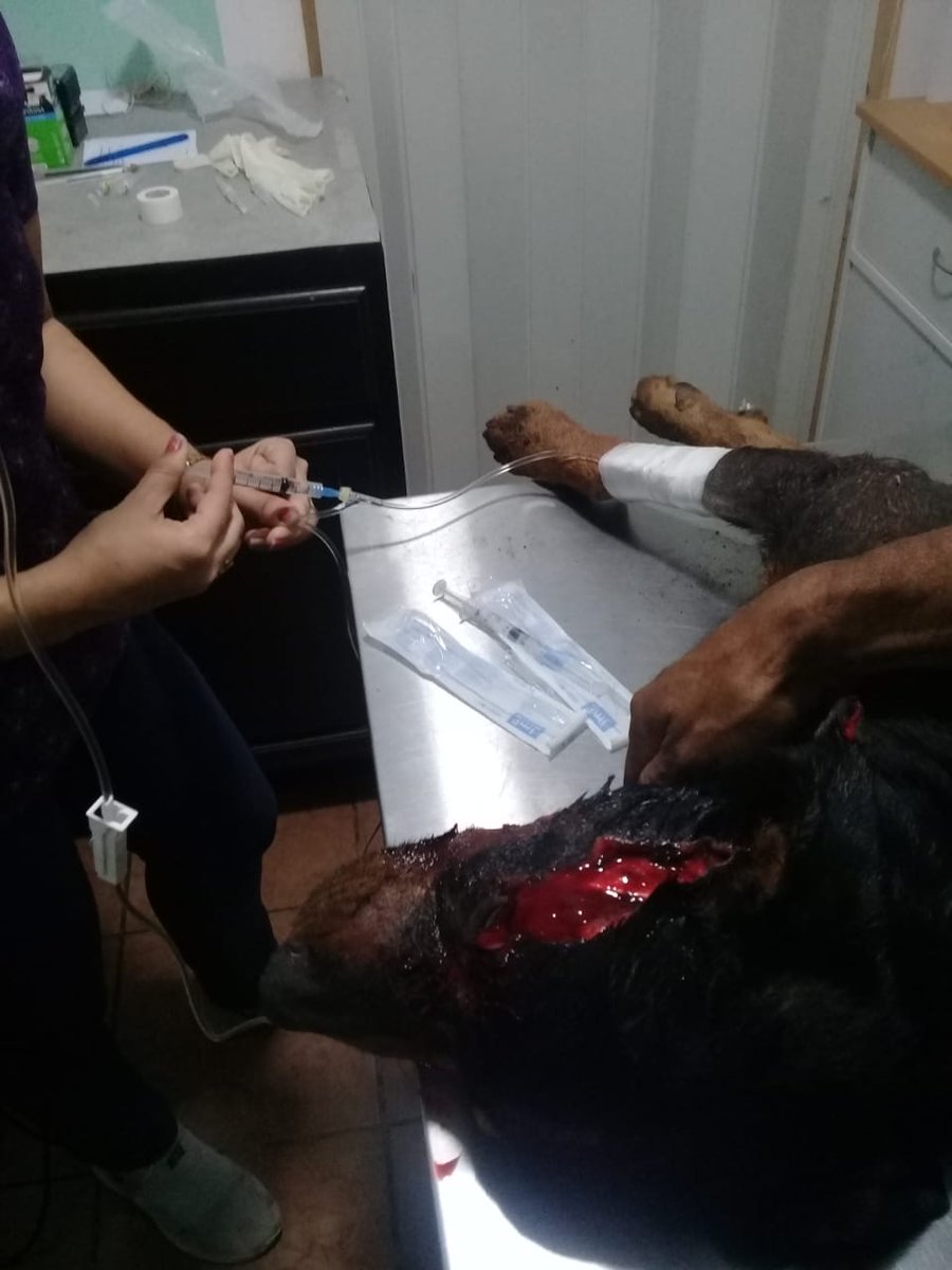 SanSoyapango's tweet photo. Ayúdennos a encontrar al responsable de esto, según testigos habría sido un chófer de la ruta 31 de Buses los hechos se dieron en la calle principal de nuestra colonia en horas de la mañana.  @Beryz10 @lamanadadepick @PNCSV @SOYAPANGOalcald @SoyacitySV @Anlikerinfante https://t.co/OlO1gywmog