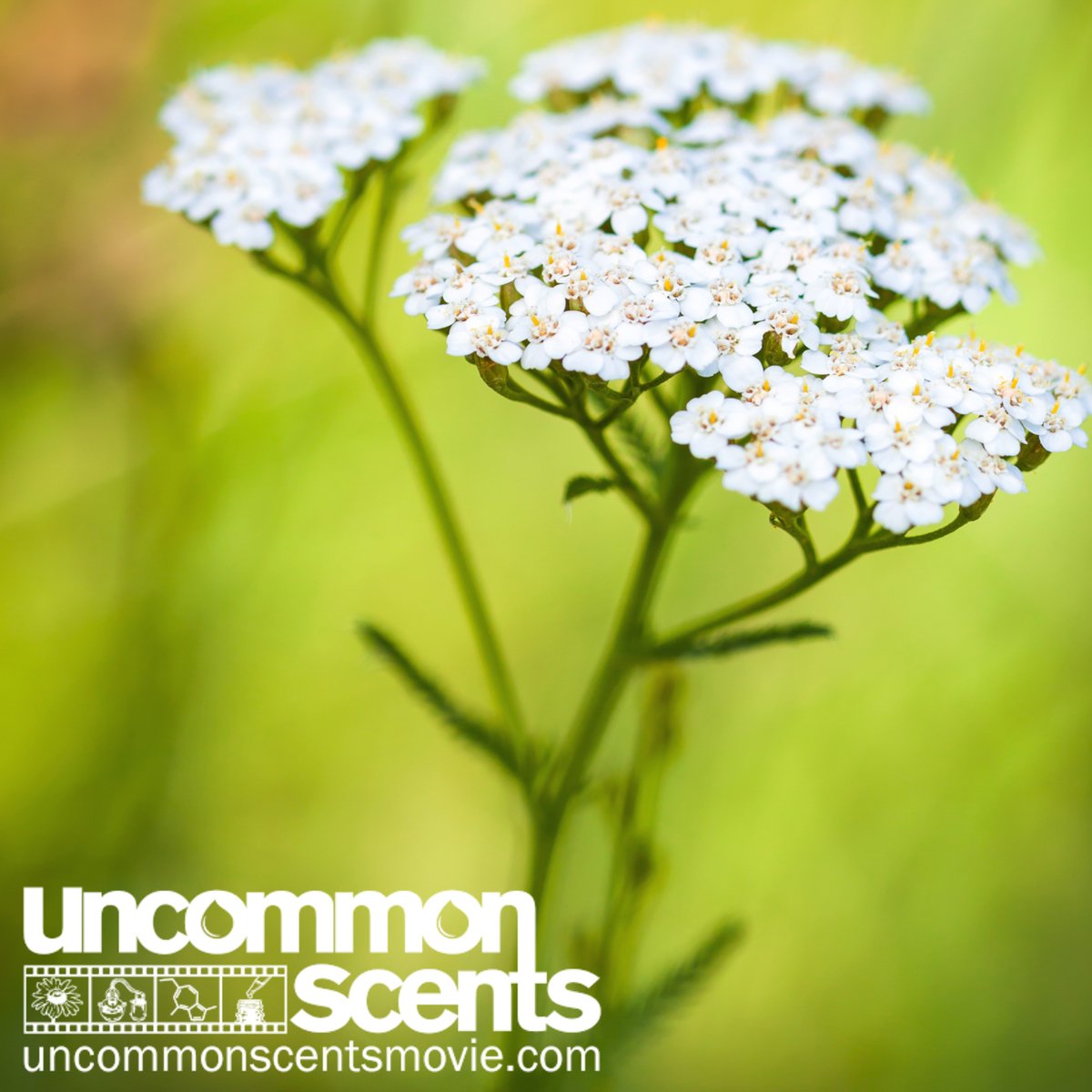 Uncommon Scents tweet media