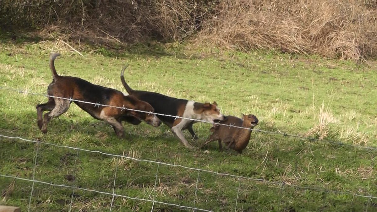 Trail hunting by the Waveney Harriers??? For 15 long years our wildlife have continued to suffer as UK hunters show utter contempt for the law that was passed to end this cruelty. How much longer before our police and judiciary do their jobs?