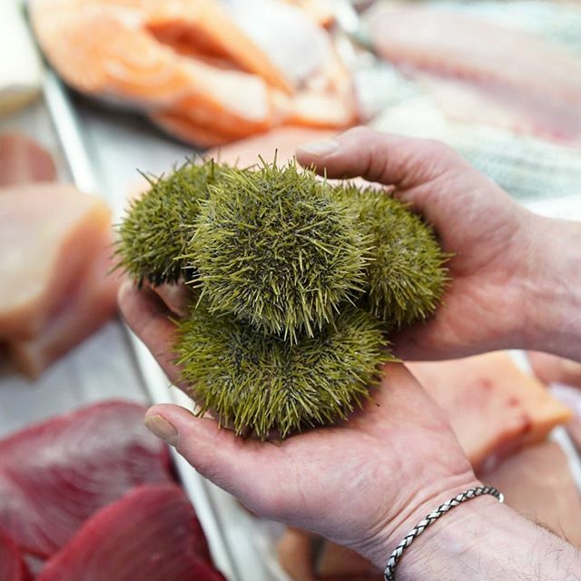 We’ve got delicious live sea urchin in the case! Harvested by Doug the diver in Salem, MA 🤿 Uni has a briny taste similar to the ocean and a creamy, rich, and buttery texture. Stop in today and grab some of this delicacy before the season is over! ift.tt/2SGEfHZ