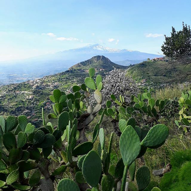 Green Sicily.

#castelmola #taorminasicily #taormina #etna #green #vegetation #macchiamediterranea #landscapephotography #trailsofsicily #szlakamisycylii #Sycylia #etna_bestphoto #etnavulcano #ficodindia #taormina_photogroup #livelovesicily #sicilianholi… ift.tt/37EtiuL