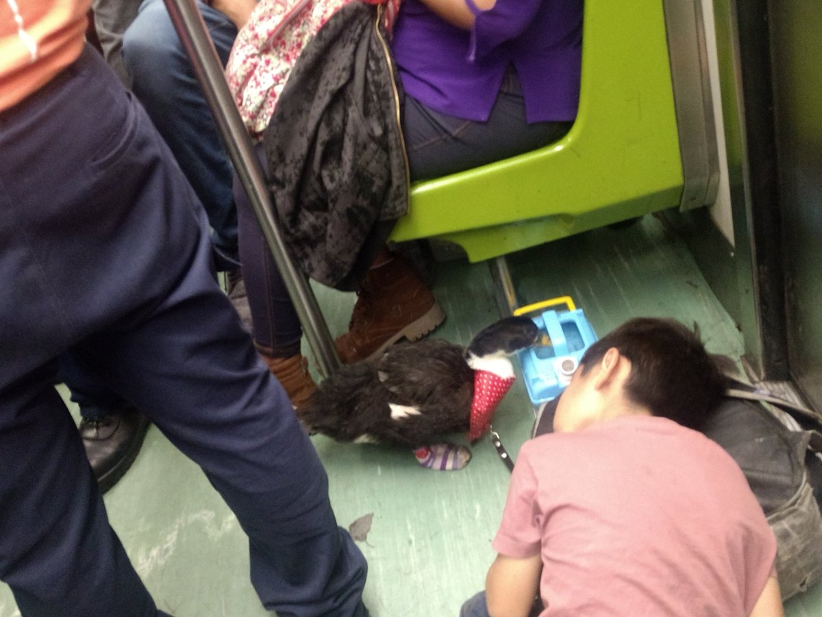 Paren todo lo que estén haciendo: tenemos que hablar del pato con tenis del metro 😍