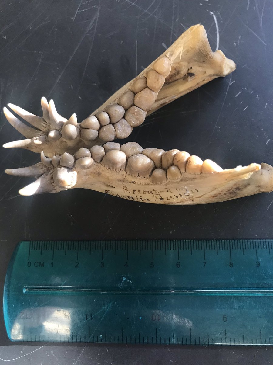 lyndellmbade's tweet photo. Help with ID please? Only have the lower jaw. It’s also really old—check the fountain pen ink on the side. 😍
#ichthyology #fish #NaturalHistoryCollection https://t.co/qiRJCyahXE