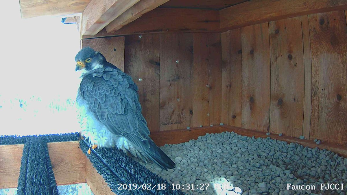 pontChampBridge's tweet photo. 🦅🥚 #WildlifeWednesday | Time is coming! In a few weeks, you may be lucky enough to spot one of #JCCBI #peregrinefalcon laying eggs at #MercierBridge. To know more → https://t.co/GxBueVXMAt https://t.co/RKzraTgeBL
