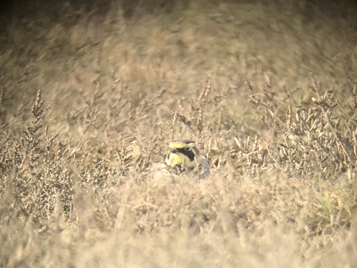 Great day in North Norfolk with some of our reserve volunteers: 15 Red Kite, 8 Brambling, 8 Spoonbill, GWEgret, 4 Shorelark, 54 Snow Bunting, 2000 Common Scoter, Peregrine, Bearded Tit, numerous Marsh Harrier, Water Rail, min.300 White-fronted Goose and 18 Med Gulls! 96 species