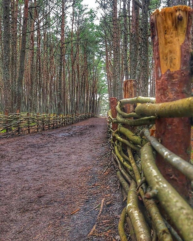 kaliningradlife's tweet image. ГУЛЯЙ | Танцующий лес на Куршской косе. instagram.com/p/B8w26yxHd93/ #svetlogorsk #dancingforest #curonianspit #konigsberg #curonianspitnationalpark #kaliningradregion #kaliningradlife #forest #танцующийлес #светлогорск #куршскаякоса #klgdlife