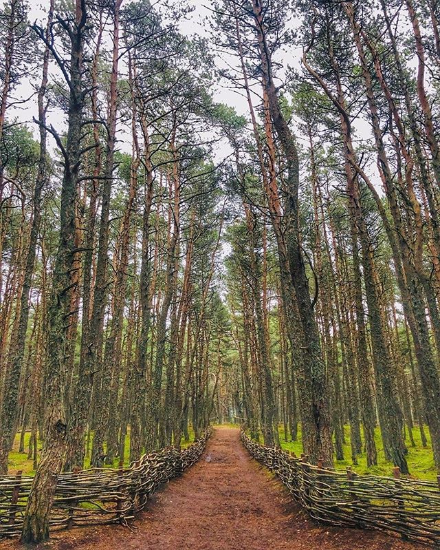 kaliningradlife's tweet image. ГУЛЯЙ | Танцующий лес на Куршской косе. instagram.com/p/B8w26yxHd93/ #svetlogorsk #dancingforest #curonianspit #konigsberg #curonianspitnationalpark #kaliningradregion #kaliningradlife #forest #танцующийлес #светлогорск #куршскаякоса #klgdlife