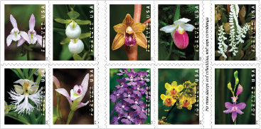 Join USPS in celebrating the beauty of wild orchids at a national stamp dedication ceremony, Fri, Feb 21, 11 am, at the American Orchid Society Library at the Fairchild Tropical Botanic Garden in Coral Gables. RSVP usps.com/wildorchids.
