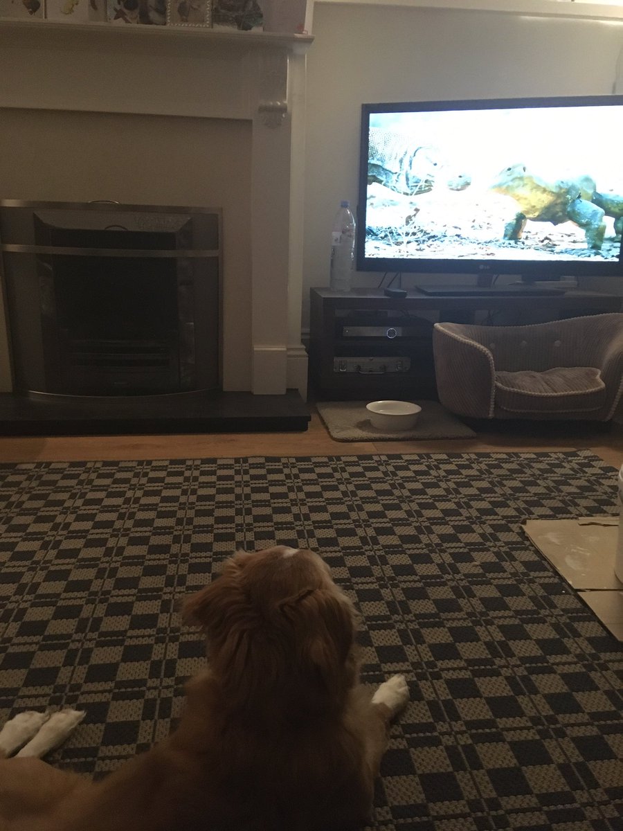 JoJonixon77's tweet photo. Dogs are loving  #spyinthewild https://t.co/ehCUU4CZyf