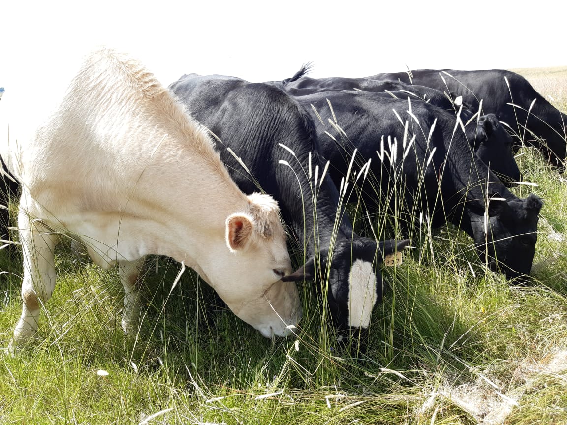 Johann Strauss tweet media