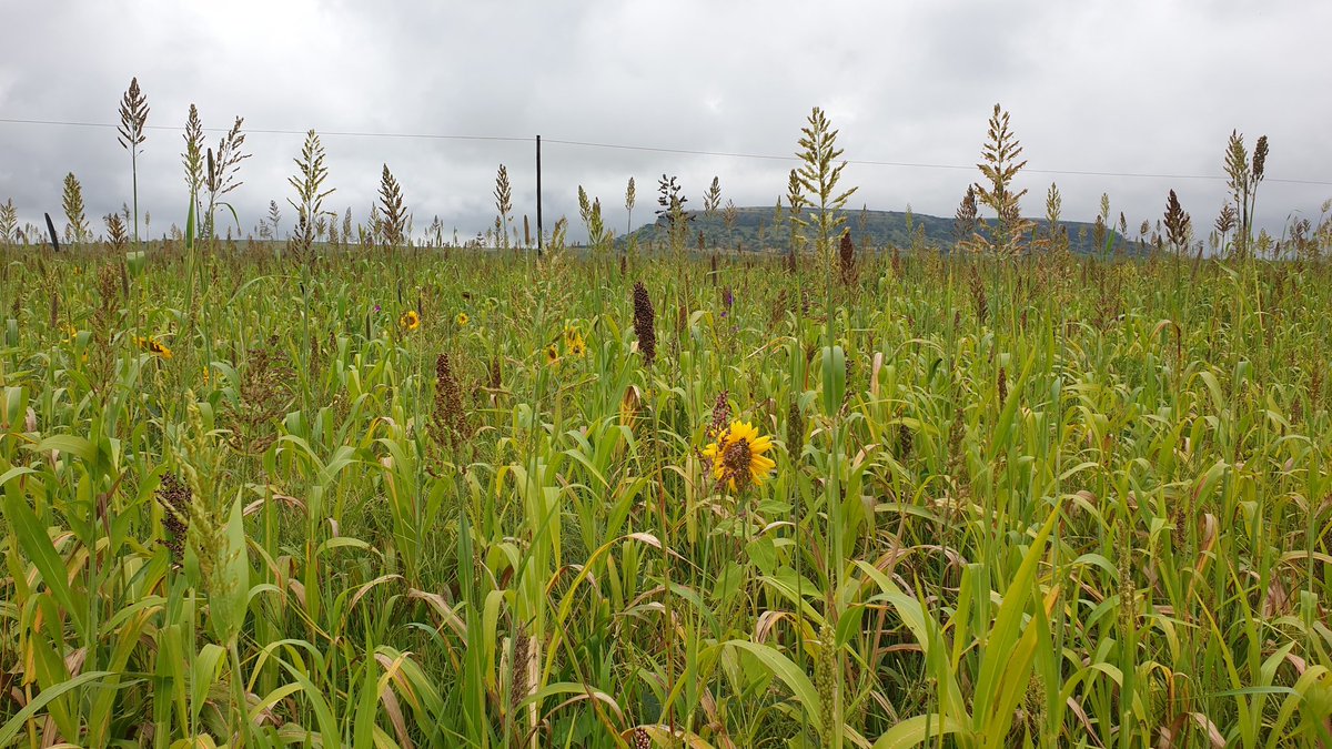Johann Strauss tweet media