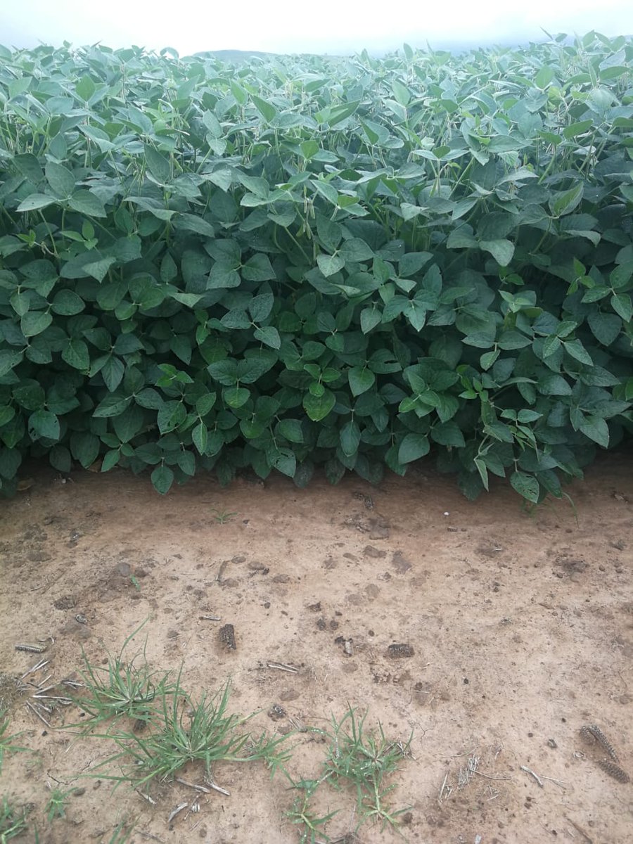 Johann Strauss tweet media