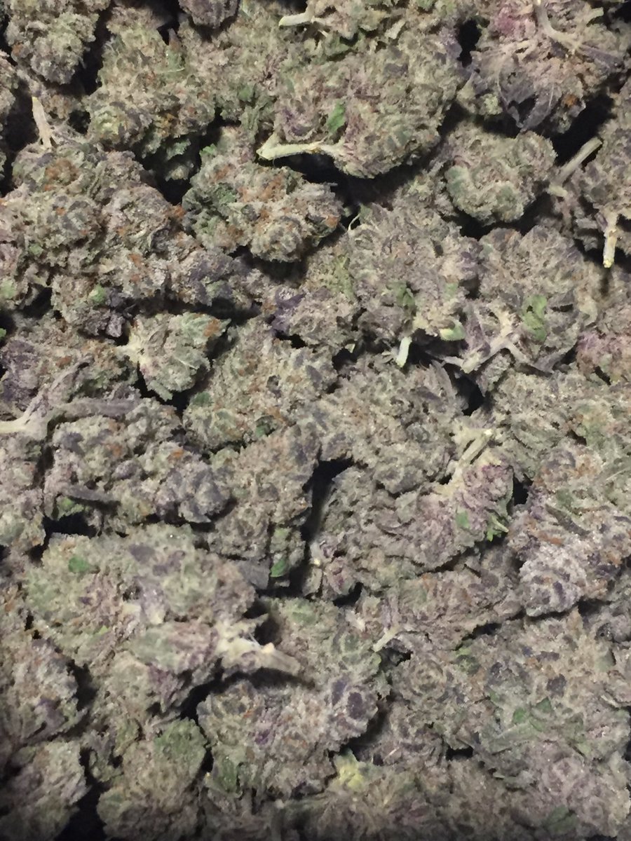 gstrange840's tweet photo. This is The #PurpleSwish that’s on the $120 Ounce SALE! ⁦@ElkMountain420⁩ it’s WAYYY to good to be so cheap! Get it while it’s hot folks! https://t.co/qjk9VgEJux