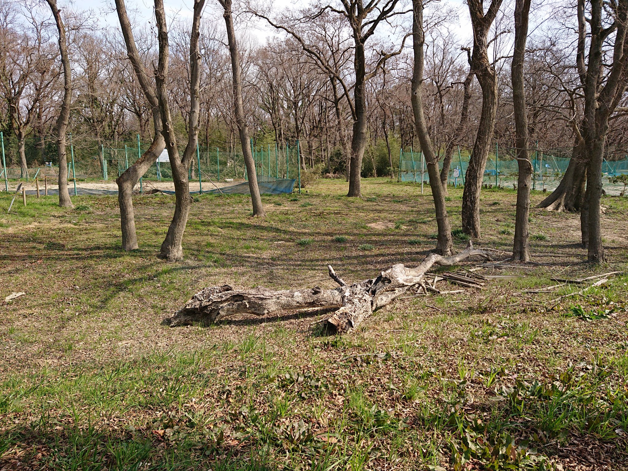 秋ヶ瀬公園 公式 2月日 木 今日の西洋庭園周辺 秋ヶ瀬公園 秋ヶ瀬公園 公式 2月日 木 今日の西洋庭園周辺 秋ヶ瀬公園