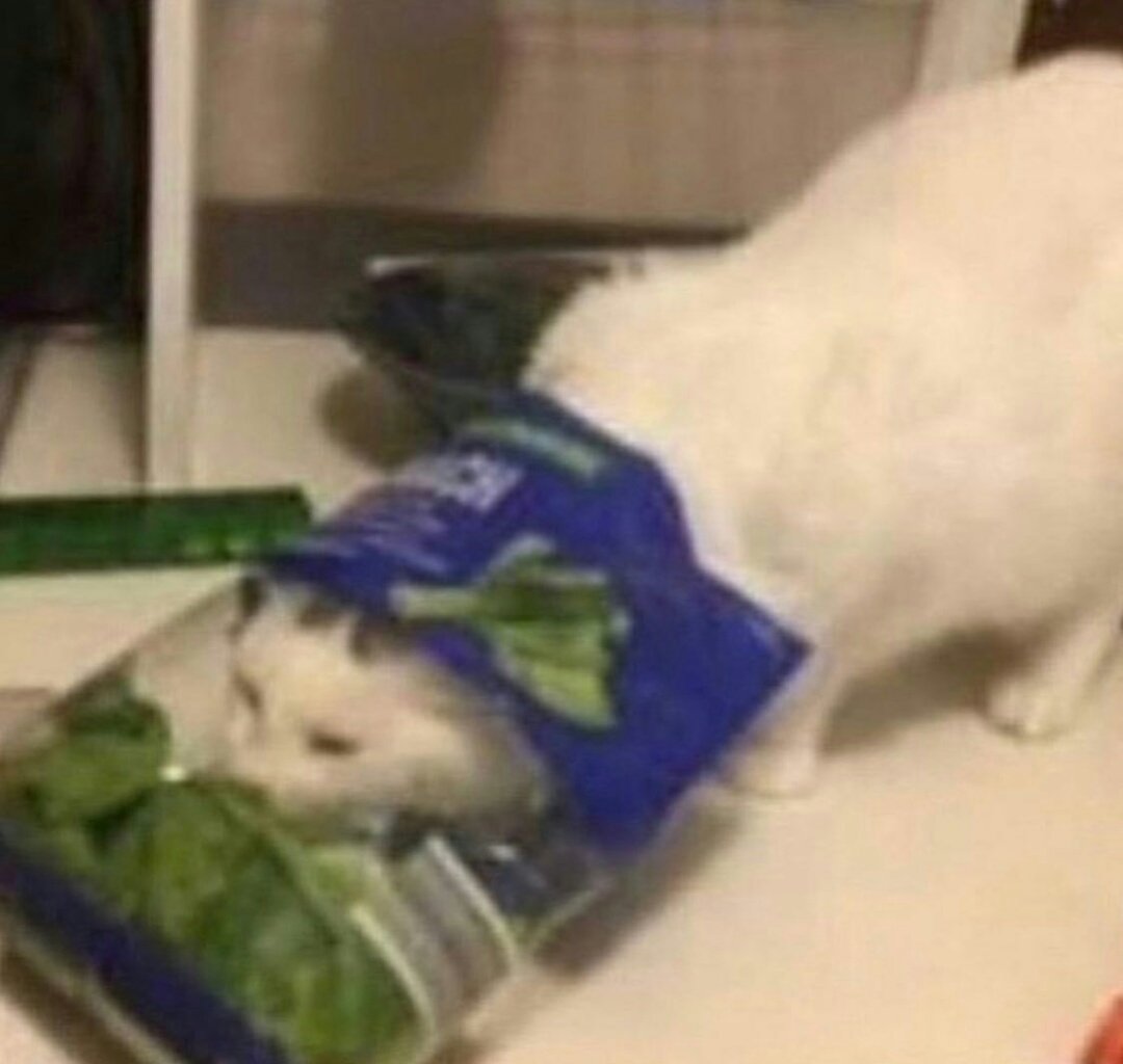 cursedcatimages's tweet photo. mmmLEAF gotta have em https://t.co/V1BKAtw3KA
