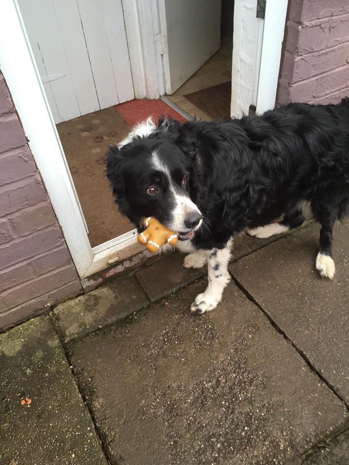 Does anybody know a elderly person who is mobile to #foster Bruno the 11 yo collie he really needs someone who would love some company&amp;help him with his loss of his owner. They have been together 11 years. Rescue will pay all bills. #TeamZay 🐾💚