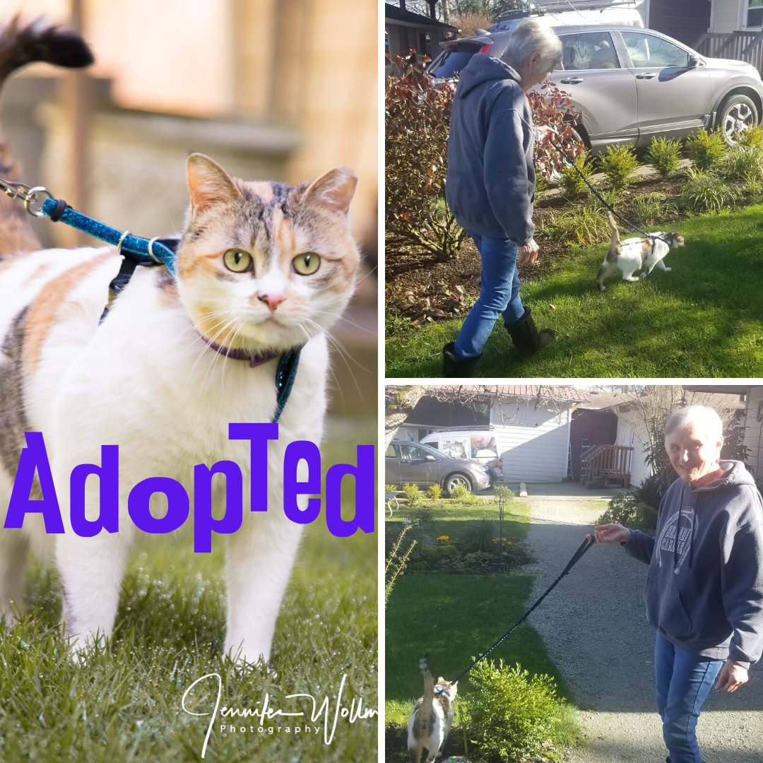 PurrfectPals's tweet photo. Candy recently met Lady Bug and today on her 72nd birthday decided to officially adopt her! We could not be more thrilled for both of them and predict a lot of fun walks in the future!
Lady Bug- you are finally home!
 #purrfectpals #everycatmatters #whynotmepets https://t.co/4ajZnMUHtS
