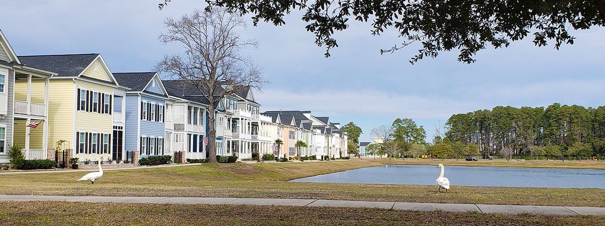 These swans are enjoying the view overlooking one of the lakes along Farrow Parkway in The Market Common district.  This photo is from Pampas Drive in the Sweetgrass Square neighborhood.

#myrtlebeach #cityofmyrtlebeach