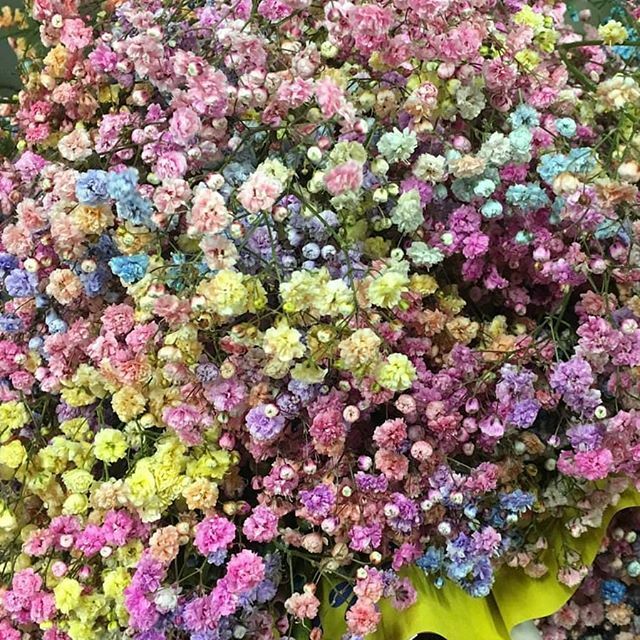 AprilFlowersltd's tweet photo. К #8марта Ги��софила крашенная все цвета радуги  #Rainbowgypsophila #Rainbow #aprilflowersisrael #RainbowApril #гипсофилаоптом #гипсофилаприл #цветыоптом https://t.co/mXz4PxLgKo