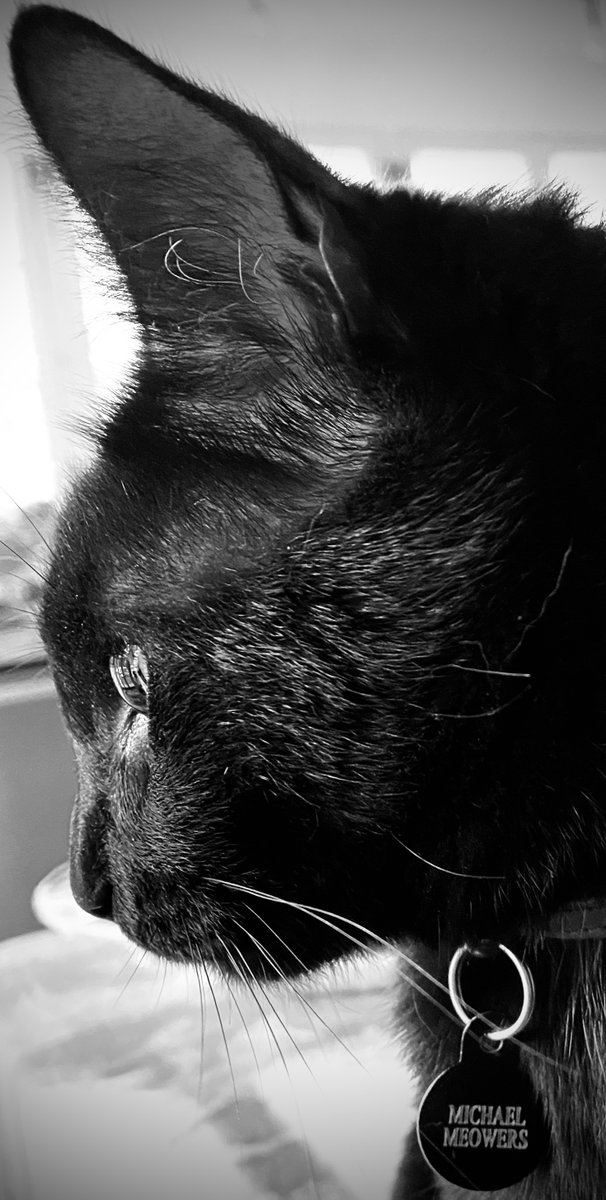 ncastlez's tweet image. Wait!  I just saw the image of the Shape in this picture of Meowers! Can you see it?