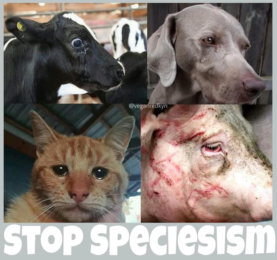 Total Animal Liberation tweet media