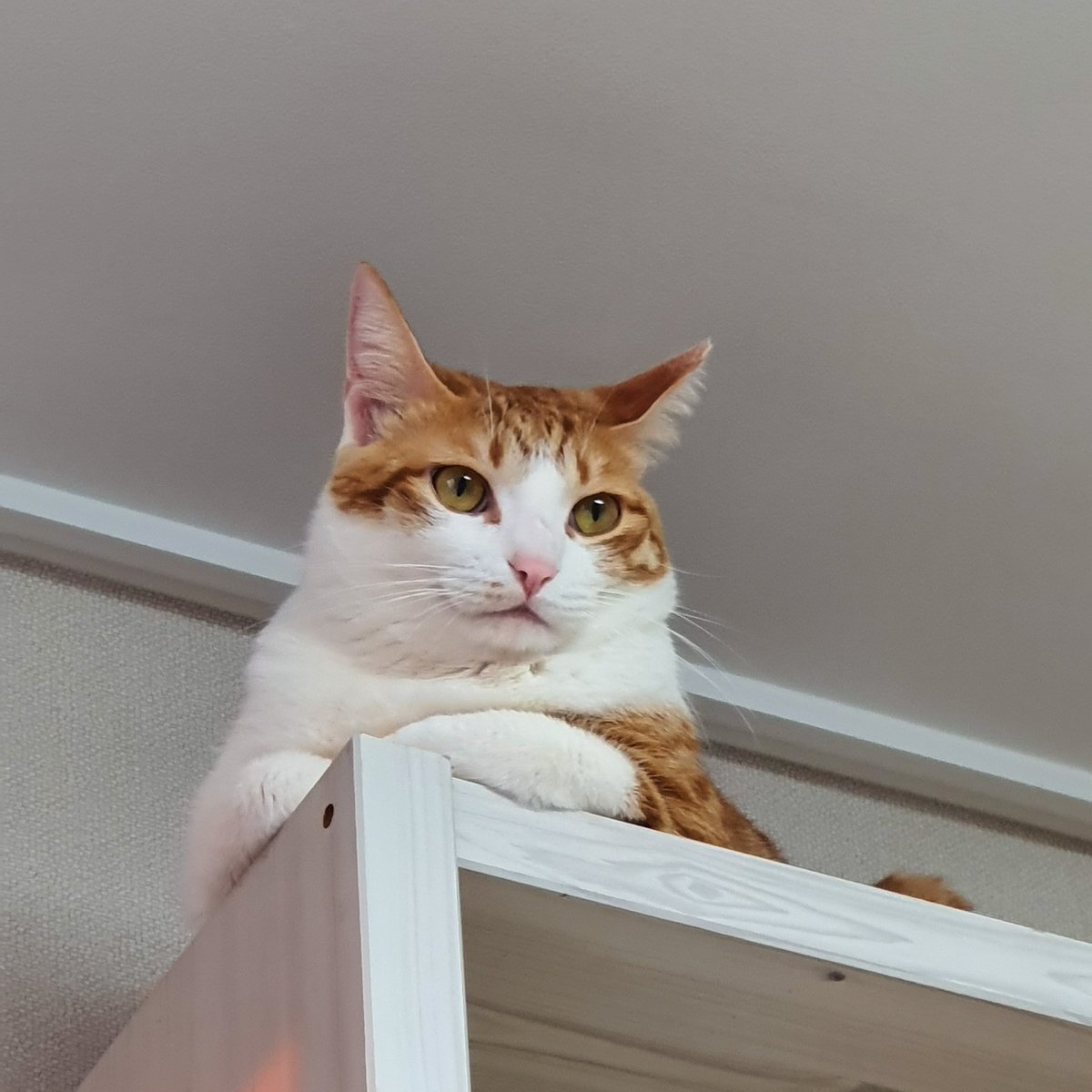 팔짱끼고 위에서 내려본다...
감시하세요..??...
아련하게 뭔갈 또 보시기도 허구...