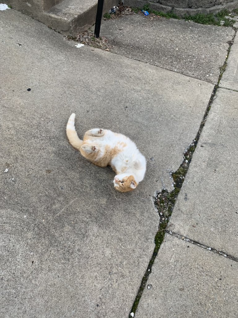 catsofuc's tweet image. SPOTTED: a sweet playful girl on victor street 

submitted by: @mirmason74